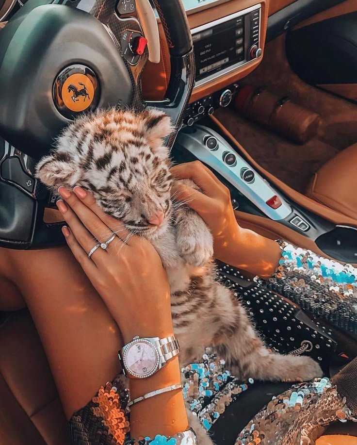 pets luxury susj pets luxury susj